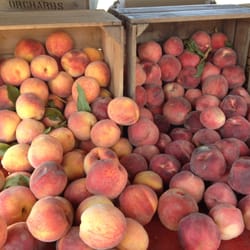 Moholt Produce - Yellow and white peaches. Covered in fuzz so you know they're local.