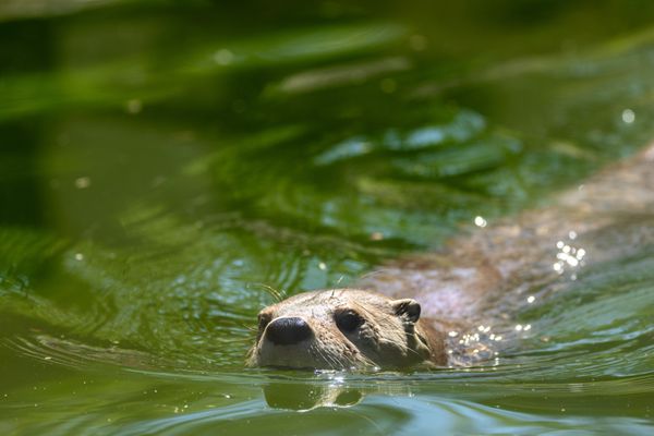 Oakland Zoo by null