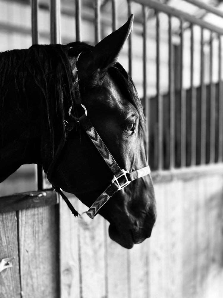The Horsepower Ranch Riders - equestrian in Sheridan, AR
