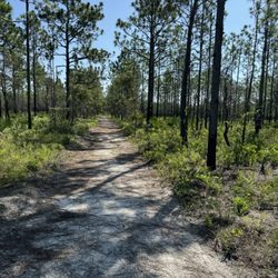 Point Washington Forest - Eastern Lake Trail