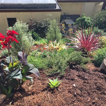 Planet Horticulture - Diamond Heights back slope - Landscaping Near Me - Tiburon, California
