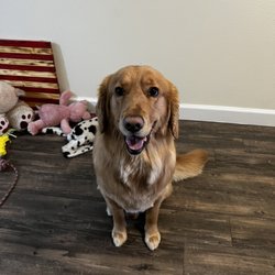 House of Paws - After