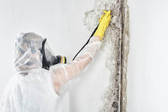 Mold Busters - mold inspector in Washington, DC, DC