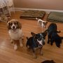 Photo of Hound Town