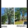 Photo of Gad Tree Experts
