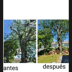 Gad Tree Experts - Before and after