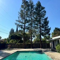 alturas Tree Service - Redwood trees thinning done huge difference