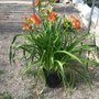Photo of Newmans Nursery