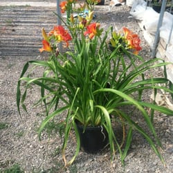 Newmans Nursery - What gorgeous lillies!