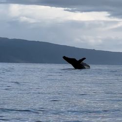 Ocean Riders - Saw a mother and baby whale jump at the same time. Lots of whale action for it not being peak whale season!