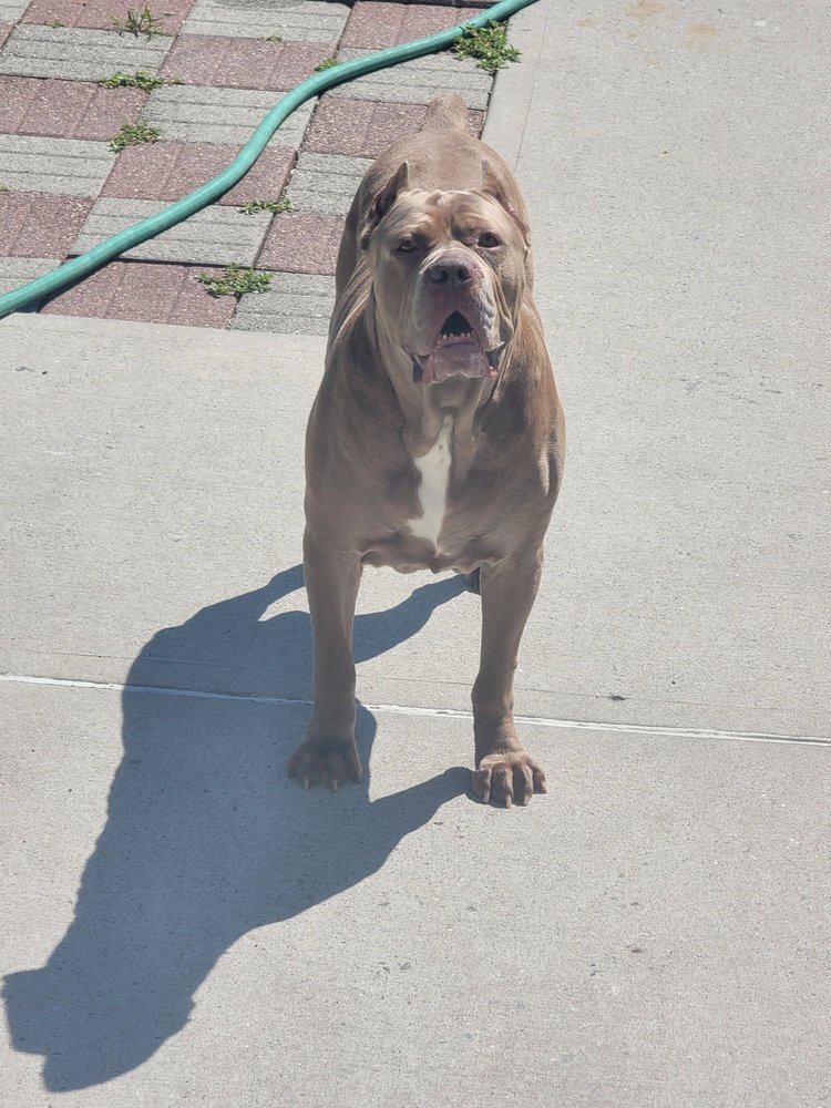 GLENDALE VETERINARY CLINIC 29 Photos & 73 Reviews 6740 Myrtle Ave