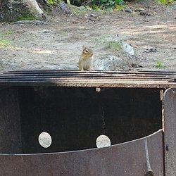 Bonnechere Provincial Park - This lil guy came to greet us right at our feet within minutes of arriving!