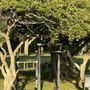 Photo of Pine Tree Park