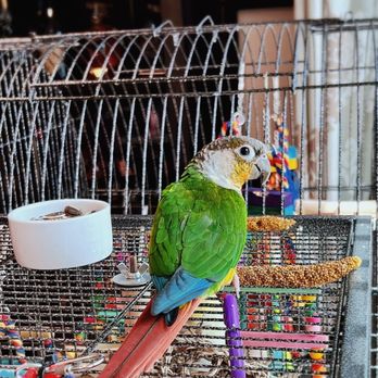 Wes's Pets & Feeds - Her name is Rainbow. We love her.(I bought her in this store on February 26th, 2023.) - Pet Stores Near Me - El Monte, California Wes's Pets & Feeds - Her name is Rainbow. We love her.(I bought her in this store on February 26th, 2023.) - Pet Stores Near Me - El Monte, California