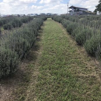 Chappell Hill Lavender Farm - Lavender field. - Flowers & Gifts Near Me - Brenham, Texas
