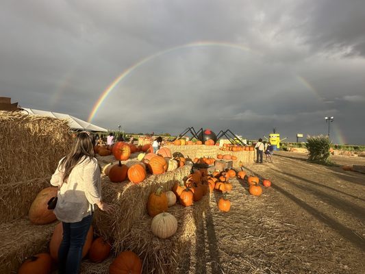 Cool Patch Pumpkins by null