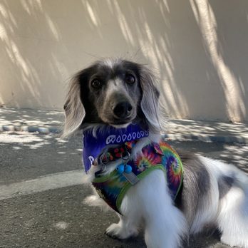 Eastern Sierra Grooming Company - Baxter all cleaned up - Pet Groomers Near Me - Bishop, California