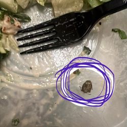 Papa Gino's Pizzeria - Bug in my salad