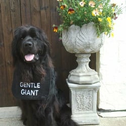 Dovart Pet Supplies & Boarding Kennels
