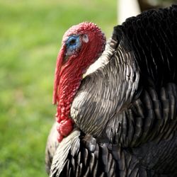 user provided Happy Hollow Park & Zoo photo