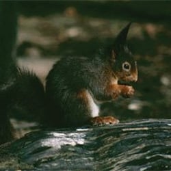 Formby Squirrel Reserve - From website