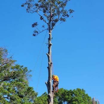 Ergonomic Tree Care - Magnolia tree - Tree Services Near Me Ergonomic Tree Care - Magnolia tree - Tree Services Near Me