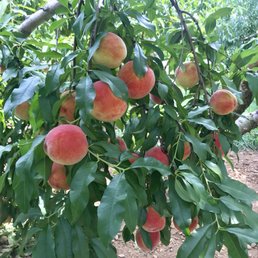 Yellow peaches