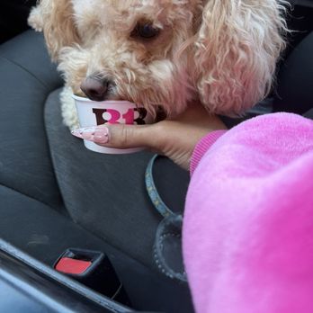 Dunkin' - Pup cup - Donuts Near Me - Fayetteville, Georgia