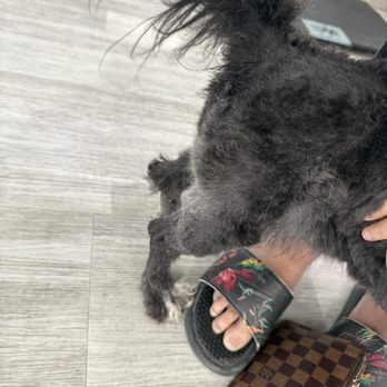 Dream Pet Grooming  - Pet Groomers Near Me - Irvine, California