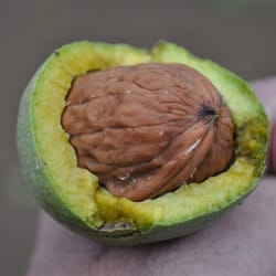 Glashoff Farms - The walnut sits inside the green husk.