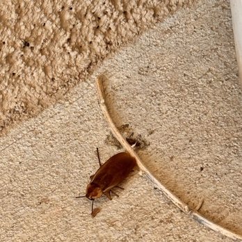 EnviroGuard - Want cockroaches, hire EnviroGuard - Pest Control Near Me - Albuquerque, New Mexico