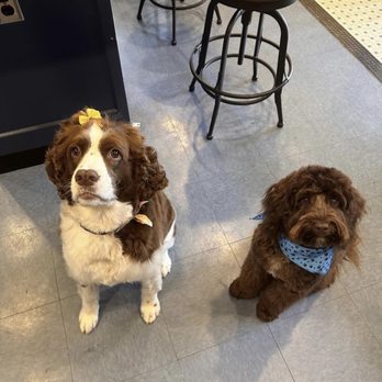 Furry Land - Scout and Jethro - Pet Groomers Near Me Furry Land - Scout and Jethro - Pet Groomers Near Me