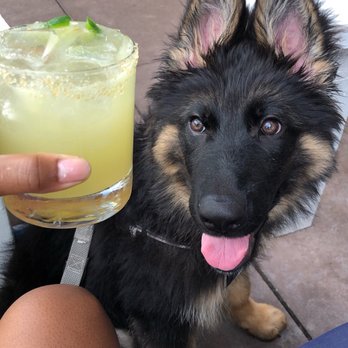 Bartaco - Spicy Pineapple Margarita & Baloo (Pet-friendly) - Mexican Near Me - Tampa, Florida Bartaco - Spicy Pineapple Margarita & Baloo (Pet-friendly) - Mexican Near Me - Tampa, Florida
