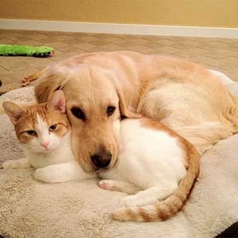 Tudor Glen Veterinary Hospital - Veterinarians Near Me - St Albert, Alberta Tudor Glen Veterinary Hospital - Veterinarians Near Me - St Albert, Alberta