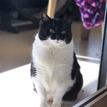 auburn humane shelter