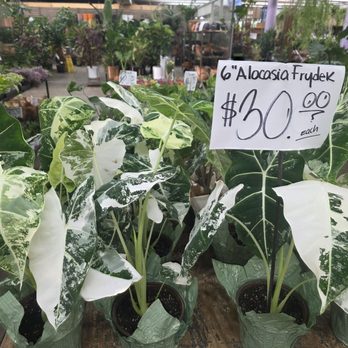 Rudy's Plants - Nurseries & Gardening Near Me - Los Angeles, California Rudy's Plants - Nurseries & Gardening Near Me - Los Angeles, California