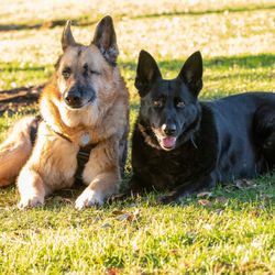 A Lucky dog Salon - Nokie Bear & Loba
