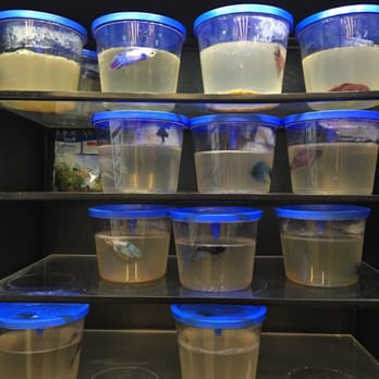 Walmart Supercenter - betta fish in filthy cups on July 9th 2016. - Grocery Near Me - Decatur, Georgia Walmart Supercenter - betta fish in filthy cups on July 9th 2016. - Grocery Near Me - Decatur, Georgia