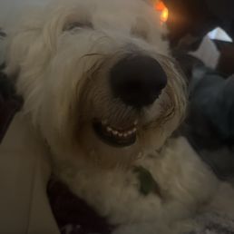 My dog
