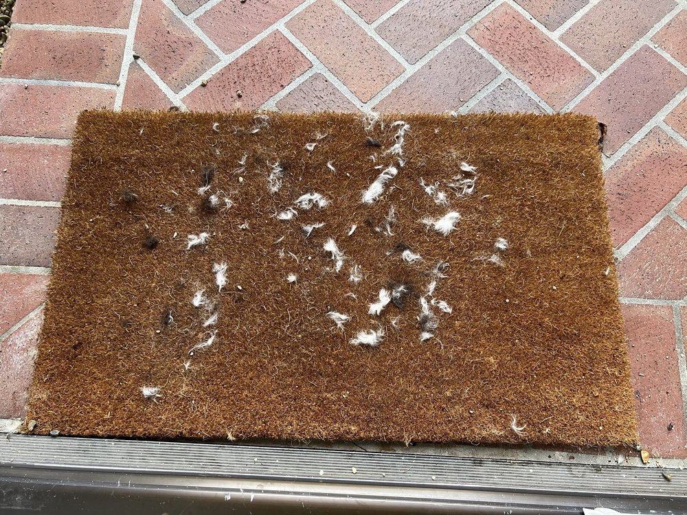 SIMPLY DEVINE DOG GROOMING Updated June 2024 10067 Sparrow Ave, Fountain Valley, California