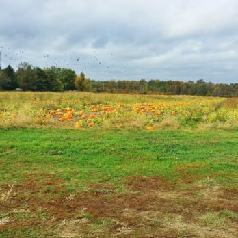 Shady Brook Farm - Pumpkin picking. - Farmers Market Near Me - Yardley, Pennsylvania Shady Brook Farm - Pumpkin picking. - Farmers Market Near Me - Yardley, Pennsylvania