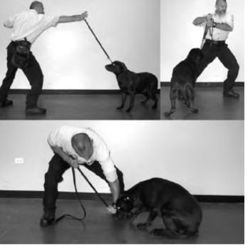 Duffy's Dog Training Center - From Duffy's "Ten Natural Steps to Training the Family Dog" - Pet Services Near Me - Jeffersonville, Indiana