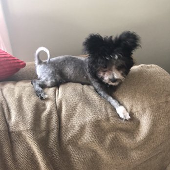 PetSmart - Fully shaved body and untouched head! - Pet Training Near Me - Bellingham, Massachusetts