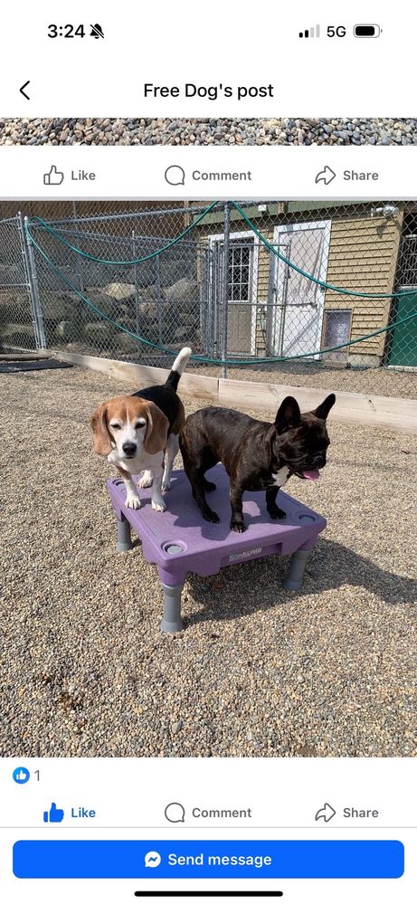 Free Dog Image