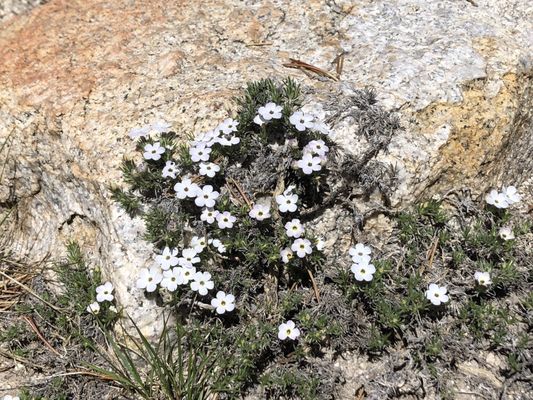 Lembert Dome by null