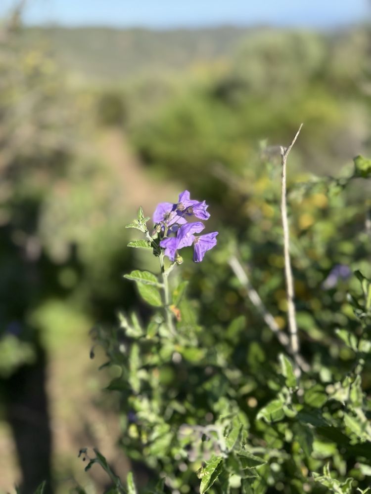 West Ridge Trail Logo
