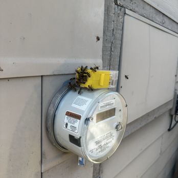 Bees In Boxes - The last of the bees - Pest Control Near Me