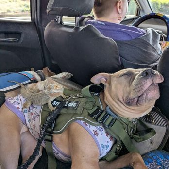 Vinland Hotel & Lounge - Service dogs and their buddy, Darryl! - Hotels Near Me - Solvang, California Vinland Hotel & Lounge - Service dogs and their buddy, Darryl! - Hotels Near Me - Solvang, California