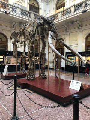 Museum of Natural History “Giacomo Doria” by null