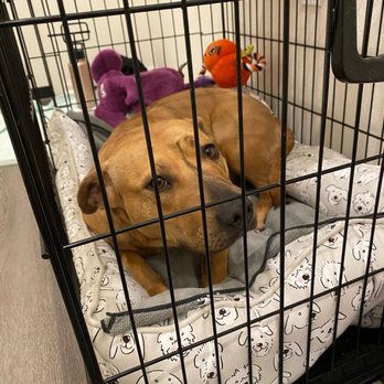 Caring Songs Rescue - My foster Daisy getting ready for bedtime - Pet Adoption Near Me Caring Songs Rescue - My foster Daisy getting ready for bedtime - Pet Adoption Near Me